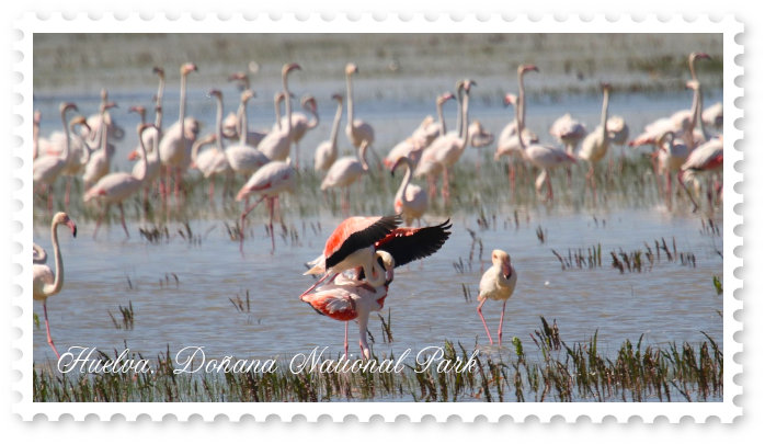 Steg in the Donana delta in Huelva