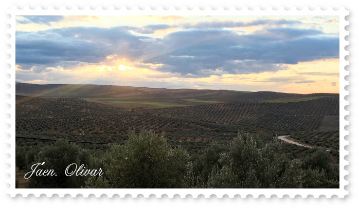 A Olivar in the province of Jaen in the sunset