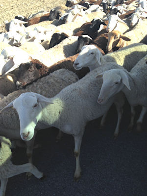 Ziegen auf der Wanderung in Andalusien