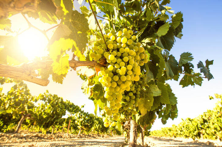 Weinberg mit Moscatel Wein, der in der Axarquía angebaut wird