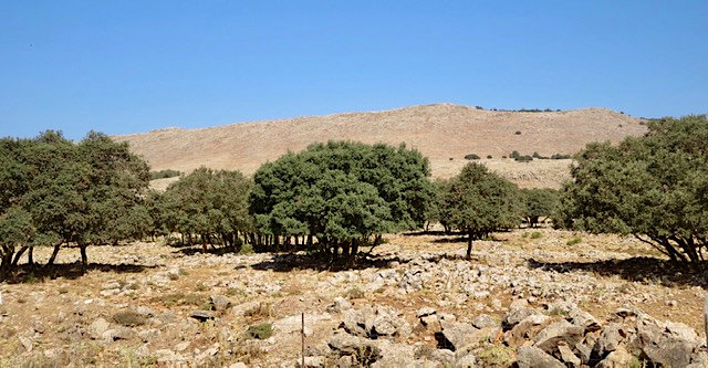 Rest at the olive grove